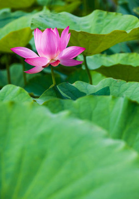 SIDDHI VINAYAK lotus,kamal gatta Seed(15 per packet)
