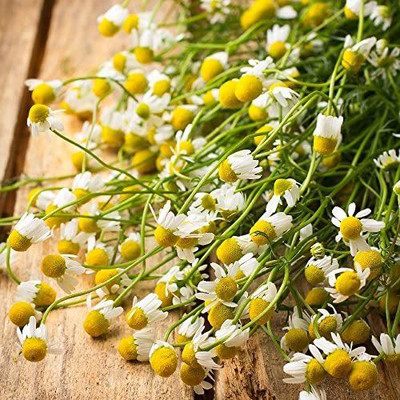 CYBEXIS HUA-82 - Chamomile Roman - (750 Seeds) Seed(750 per packet)
