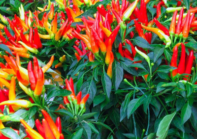 KNESSiN Fast Growing Cayenne Red Hot Chilli Seeds For Planting-(1200 Seeds) Seed(1200 per packet)