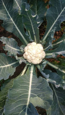 RuelandSteve white cauliflower,gobhee seeds Seed(13 per packet)