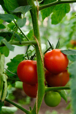 megoodluk tomato Seed(135 per packet)