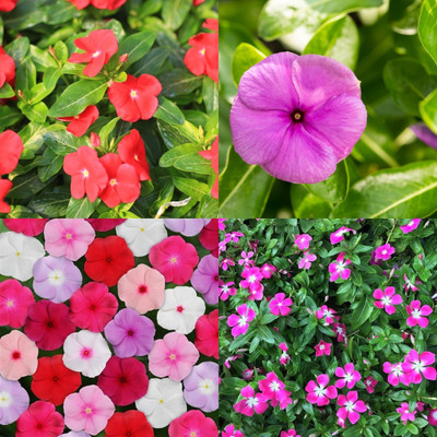 ibains Vinca seeds multicolour bij 24 Seed(24 per packet)