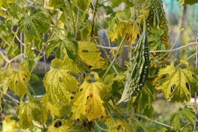 Kodali Hybrid F1 Bitter Gourd Seeds Pack Of 34 Seed(34 per packet)