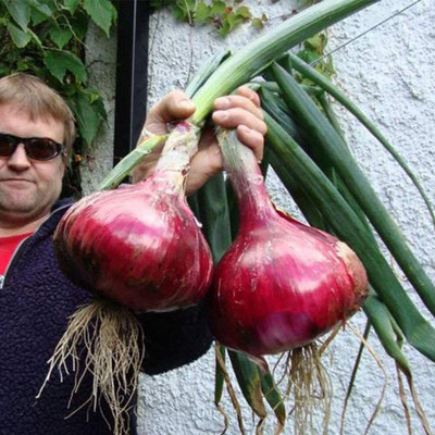 CYBEXIS Hardy Giant Red Onion Shallot Seeds2000 Seeds Seed(2000 per packet)
