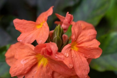 XOLDAA kanakambaram-firecracker-crossandra Seed(55 per packet)