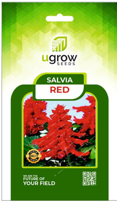 JD AGRO FL-146-RED-SALVIA Seed(40 per packet)