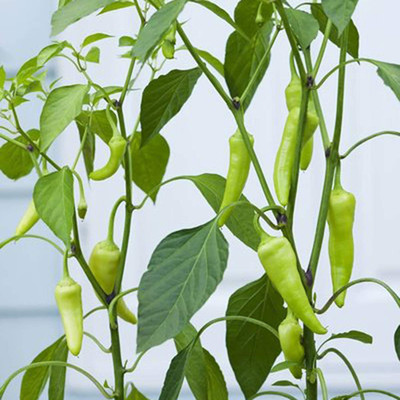 CYBEXIS Hybrid Hot Banana Pepper Chilli Seeds Non-GMO2400 Seeds Seed(2400 per packet)