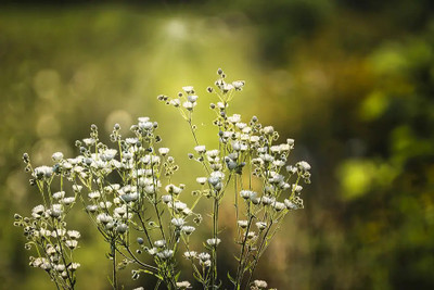 XOLDA Exotic gypsophila Seed(25 per packet)
