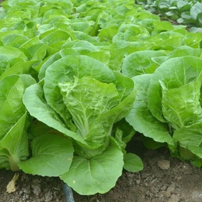 WILLVINE GBPUT -V Chinese Cabbage Seeds Kuai CAI [50g] Seed(15000 per packet)