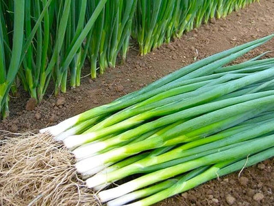 KNESSiN Easy to Grow Japanese Spring Onion Seeds For Planting-(2400 Seeds) Seed(2400 per packet)