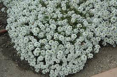 Aywal Alyssum Mixed Hybrid Flower Seed(40 per packet)