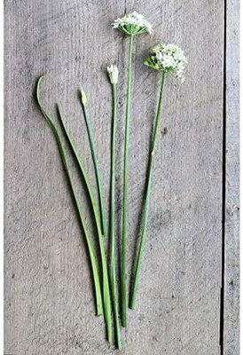 Qualtivate PUA-9A Garlic Chive Heirloom Herb Seed Seed(300 per packet)