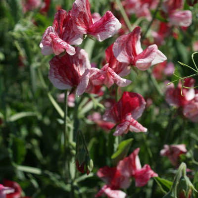 VibeX ® VLR-687 Old Spice Sweet Peas Seeds Seed(50 per packet)