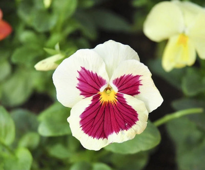 Quentova White Pansy Large Flowered-AJ-7Q Seed(100 per packet)