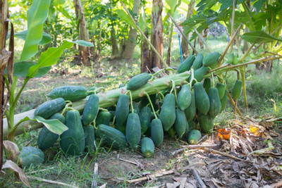 the green dotcom Red Lady 786 Papaya Seeds Original Seed(450 per packet)