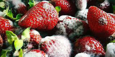 XOLDAA HYBRID STRAWBERRY FRUIT SEEDS Seed(141 per packet)