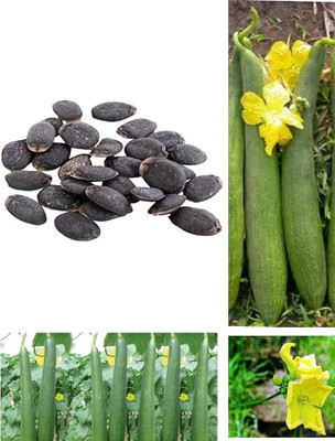 AloGardening F1 Hybrid Sponge Gourd Seeds/Dhundol Seeds (155 Pc Per Packet) Seed(155 per packet)