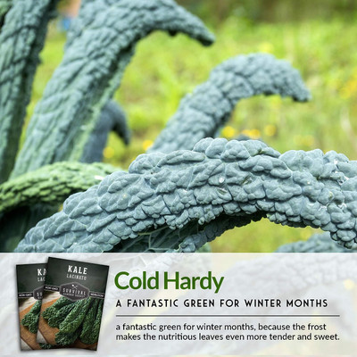 WILLVINE KGF -XII Lacinato Kale Seed for Planting [10g] Seed(3000 per packet)