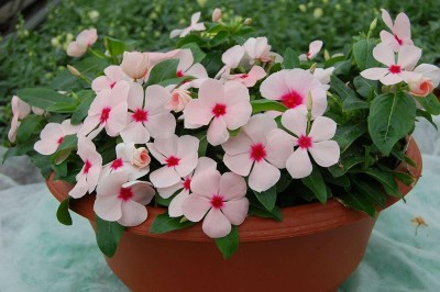 Aywal Vinca Dwarf Mix Seed(40 per packet)