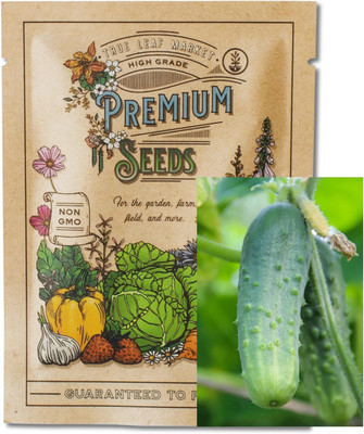 Qualtivate HYB-4A Cucumber for Planting Seed(300 per packet)