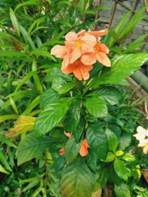 ZIXA kanakambaram-firecracker-crossandra Seed(16 per packet)