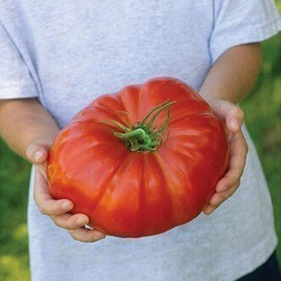 CYBEXIS Big Tomato Seeds Garden Yard Farm 2000 Seeds Seed(2000 per packet)
