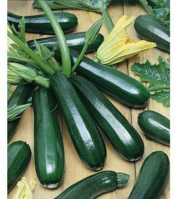 Jevik BlackBall-Round-Zucchini-Summer-Squash- Seed(125 per packet)