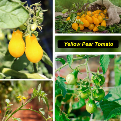 Quentova Yellow Pear Tomato 5gm Seeds Seed(2000 per packet)
