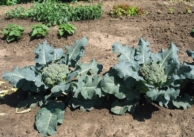 Qualtivate PUA-3A Organic Broccoli Seeds Seed(300 per packet)