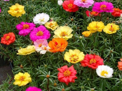 CRGO PORTULACA Seed(75 per packet)
