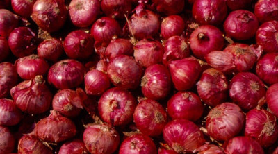 WILLVINE KGF -XII Bhima Raj Dark Red Onion [2.5g] Seed(1500 per packet)