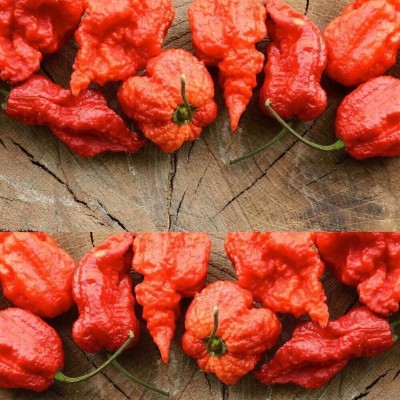 Qualtivate ® Organic Carolina Reaper Pepper Chilli Seed(100 per packet)