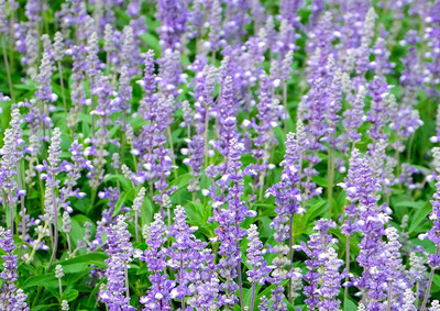 VibeX TLX-92 - Culinary Sage - (150 Seeds) Seed(150 per packet)