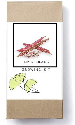 Biosnyg Pinto Beans[100 Seeds] Seed(100 per packet)