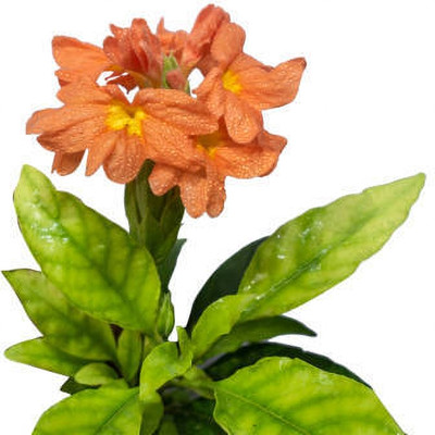 ZIXA kanakambaram-firecracker-crossandra Seed(27 per packet)