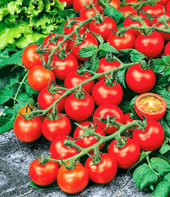 LPR TOMATOO,TAMATARR Seed(100 per packet)