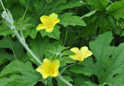 BDSresolve Desi Bitter gourd seeds PACK OF 84 Seed(84 per packet)