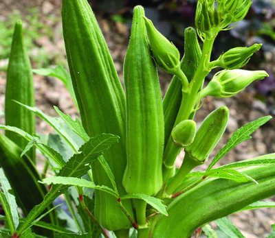ActrovaX Okra/lady Finger F1 Hybrid Organic [10gm Seeds] Seed(10 g)