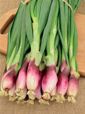 WILLVINE MEH -V Red Welsh Onion Bunching [5g] Seed(3000 per packet)