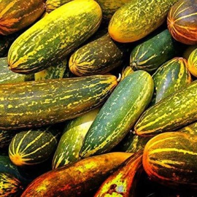 KNESSiN Hybrid Yellow Cucumber[300 Seeds] Seed(300 per packet)