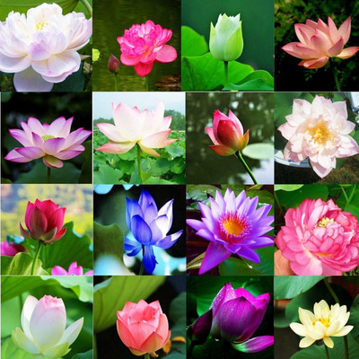 CRGO ® LXI-809 Rare mixed color Seed Bowl Lotus Flower Seed(45 per packet)