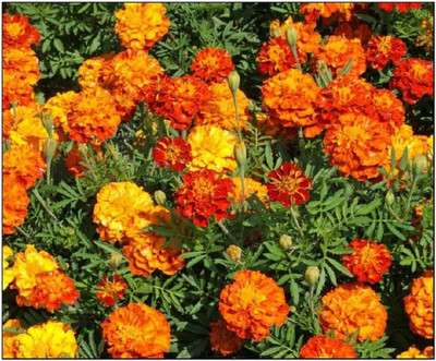 CYBEXIS NDIR-85 - Marigold - Sparky Mixed - (2250 Seeds) Seed(2250 per packet)