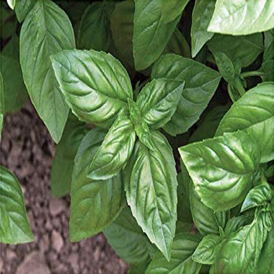 VibeX XLR-57 - Organic Genovese Sweet Basil - (4500 Seeds) Seed(4500 per packet)