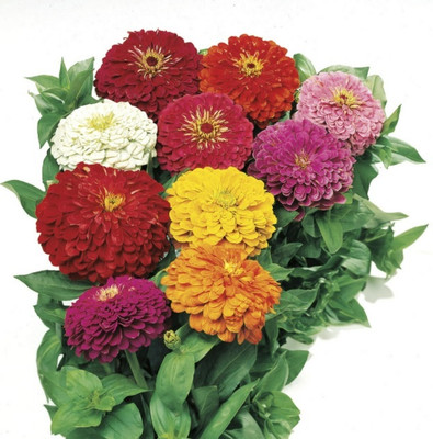 UGRA Mix Zinnia Seeds Seed(5 per packet)
