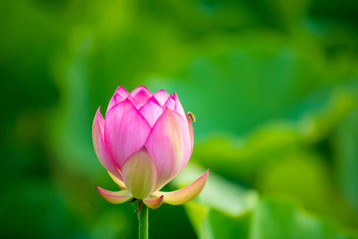 VRAKSHA lotus,kamal gatta Seed(10 per packet)