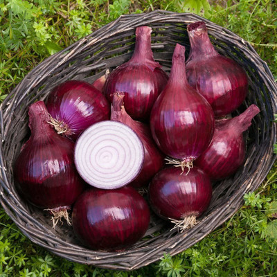 VibeX LX-13 - Red Baron Onion - (4500 Seeds) Seed(4500 per packet)