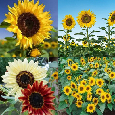 ibains Big sunflower seeds for planting bij 26 Seed(26 per packet)