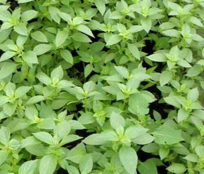 VibeX ® VMR-41 Lemon Basil (Ocimum basillicum citriodorum) Seed(1000 per packet)