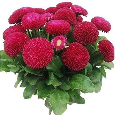 CYBEXIS Rare Strawberry ice cream little daisy seeds Seed(1 g)