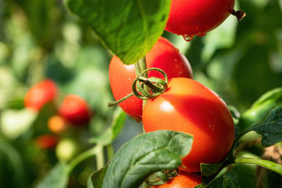 ACCELCROP tomato Seed(140 per packet)